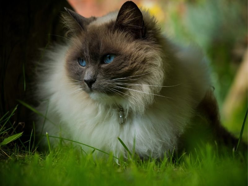 chat race ragdoll elevage chaton