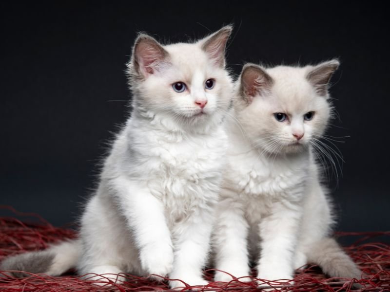 chat ragdoll elevage