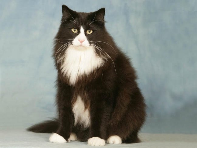 race de chats norvegien