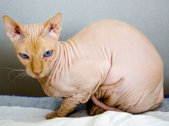 race de chats sphynx