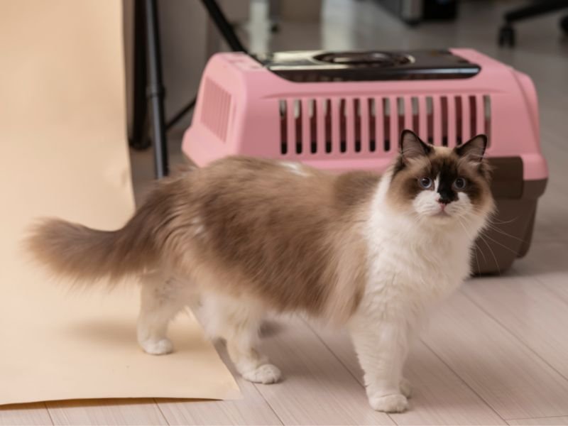 race chat ragdoll taille adulte