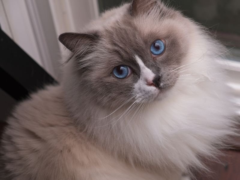 ragdoll chat d appartement