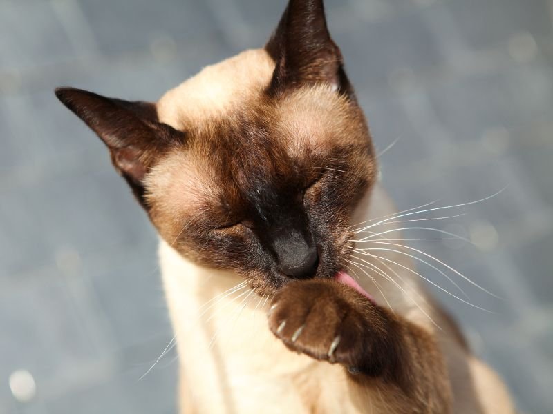 caractere chat siamois