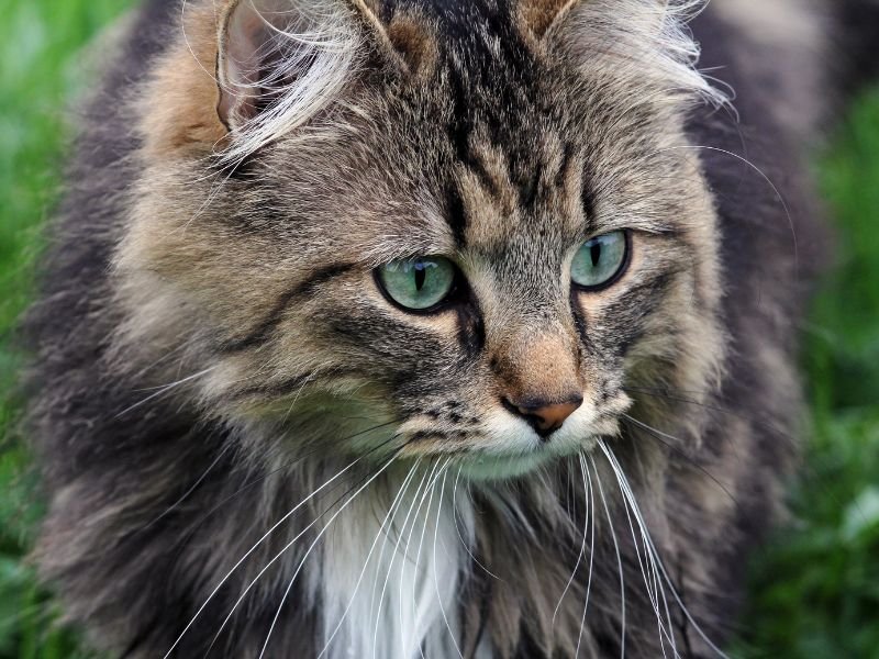 chat norvegien caractere