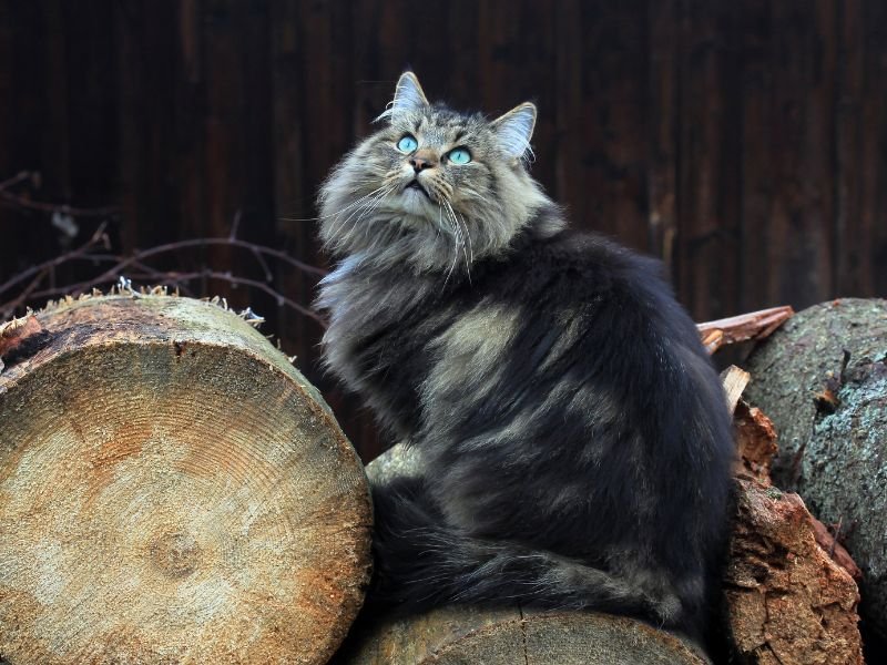 chat race norvegien prix