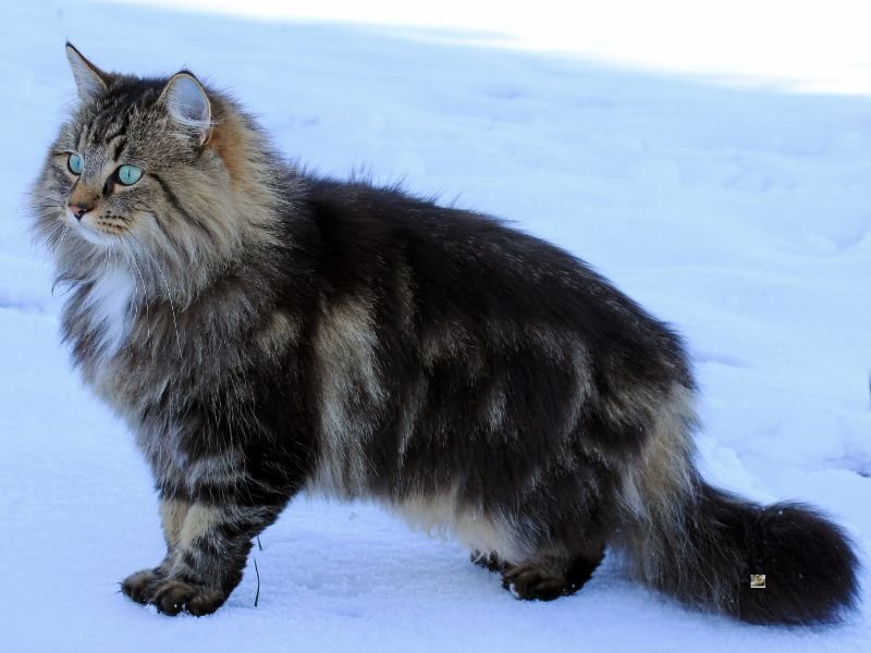 chat race norvegien taille et poids