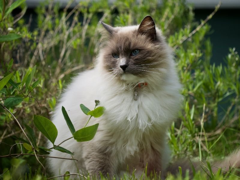 chat ragdoll caractere