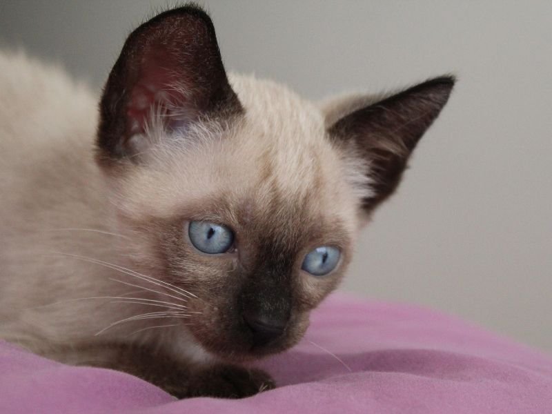 chat siamois bebe prix