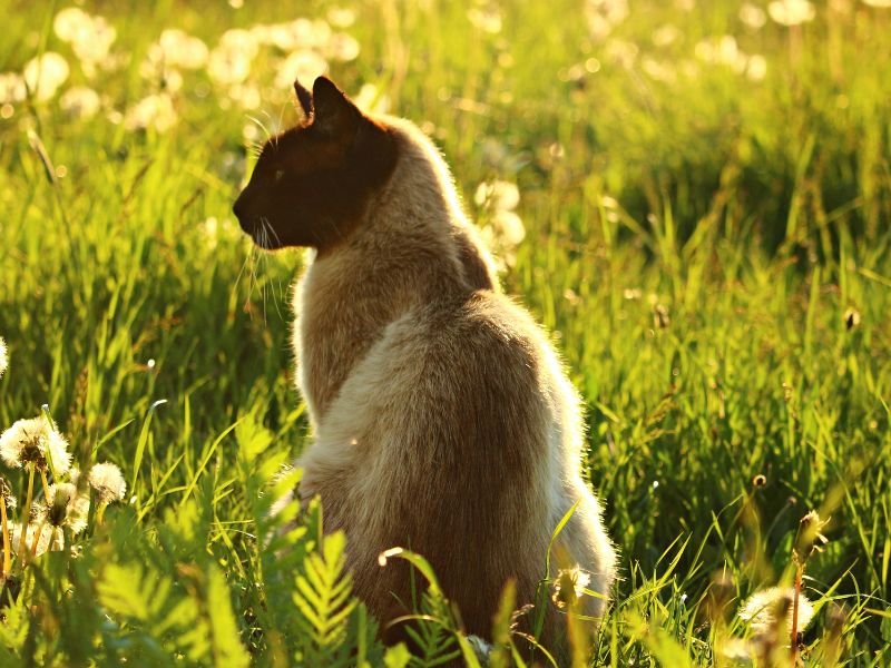 chat siamois chatterie a vendre