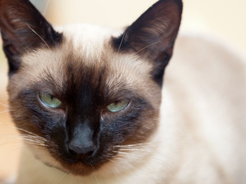 chat siamois elevage a vendre