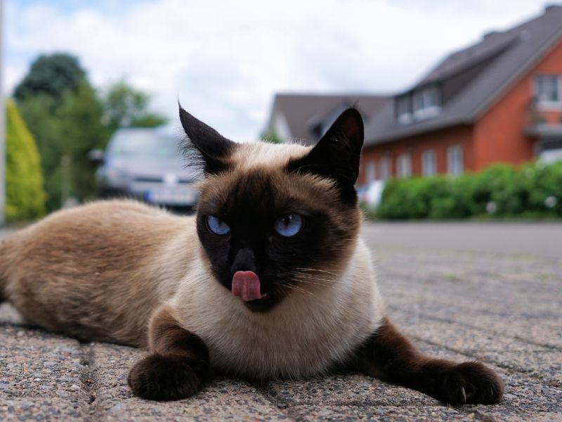 chat siamois elevage chatterie a vendre