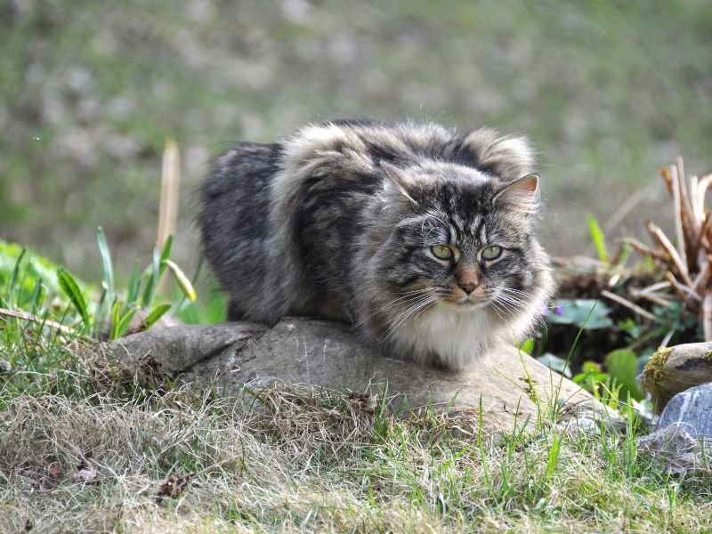 club de race chat norvegien