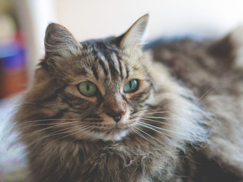 photo chat race norvegien