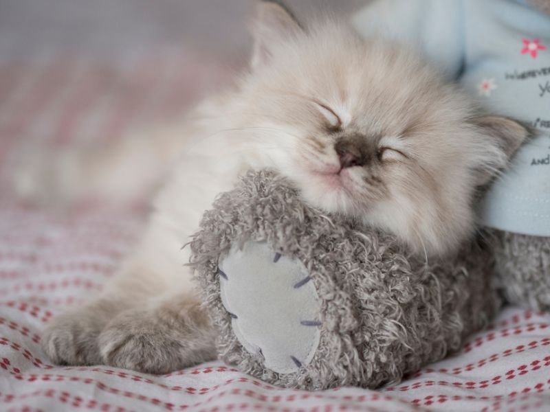 race chat ragdoll prix