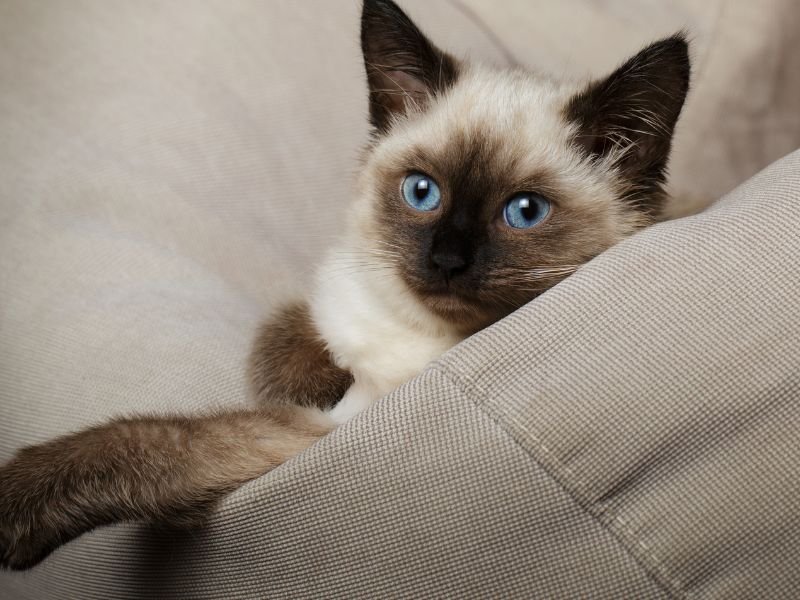 race de chat siamois angora