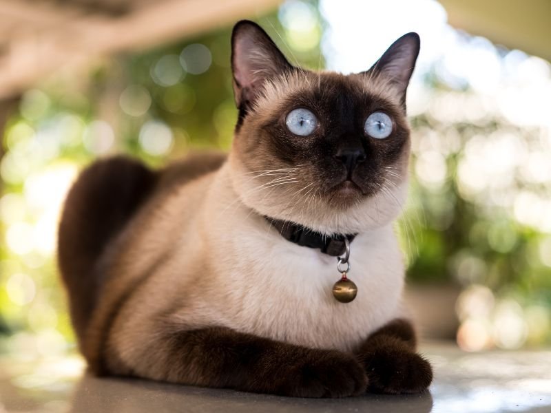 race de chat siamois prix