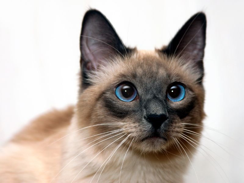 race de chat siamois