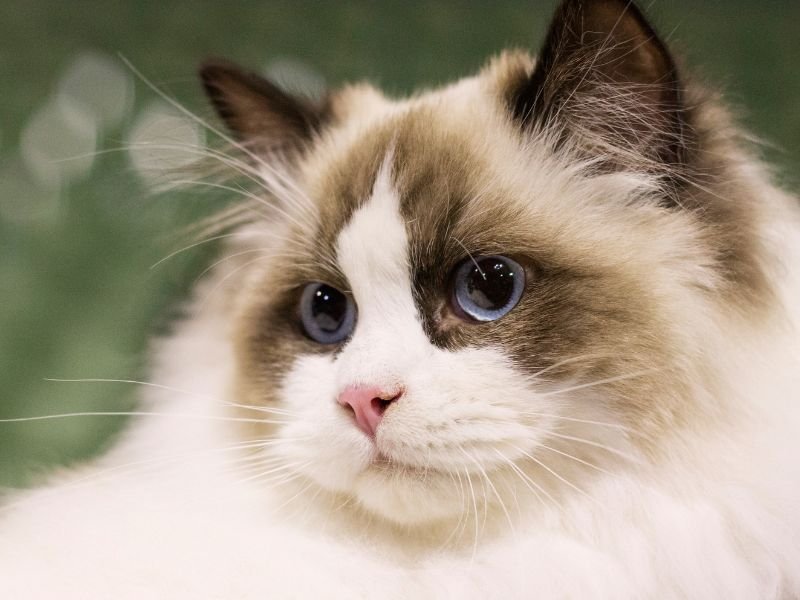 race ragdoll chat d interieur ideal