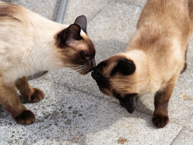 siamois chat affectueux