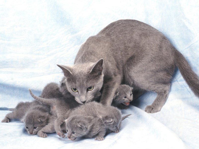 bleu russe chatons