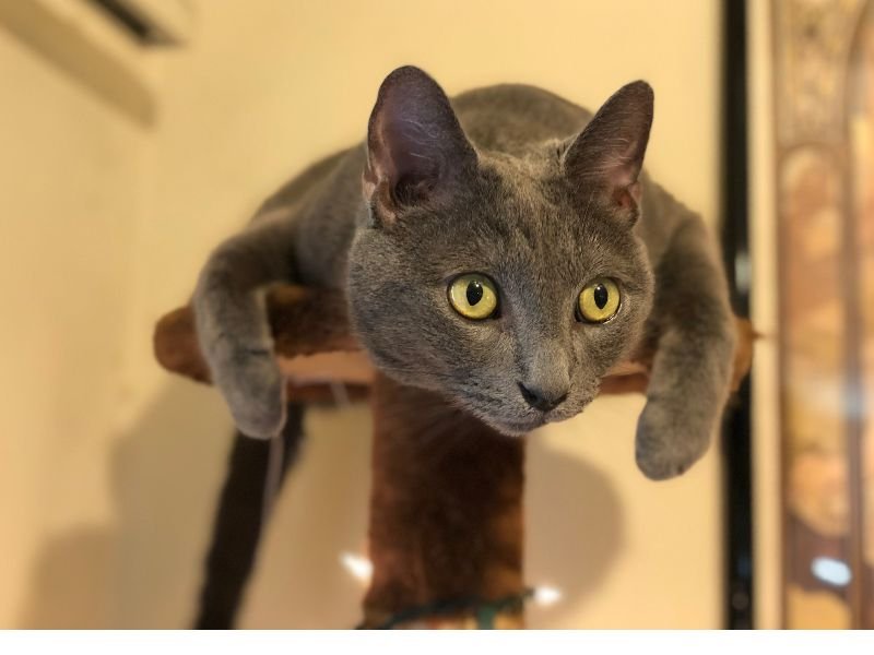 bleu russe alimentation