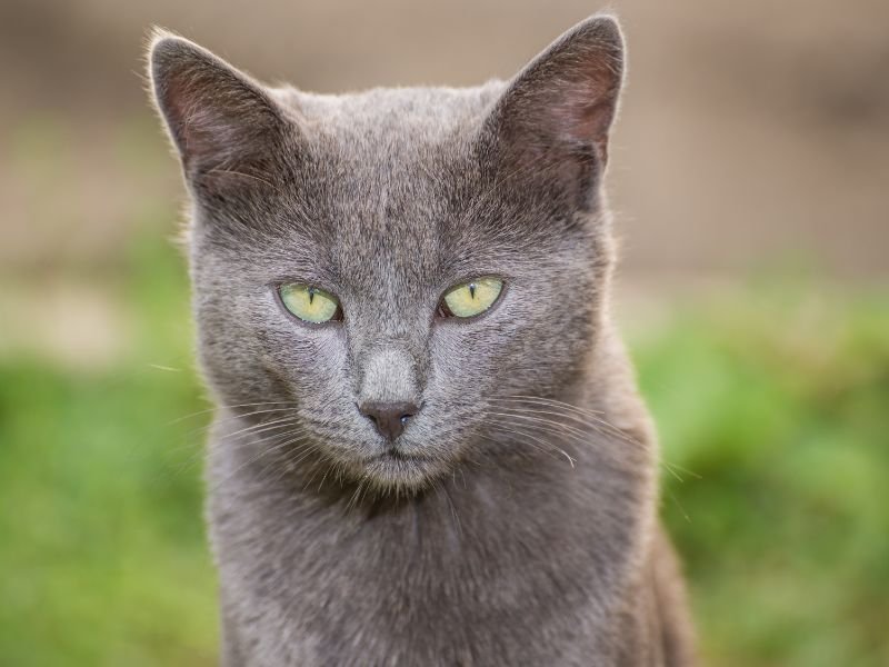 chat bleu russe prix