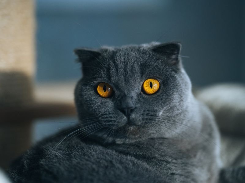 bleu russe caractere