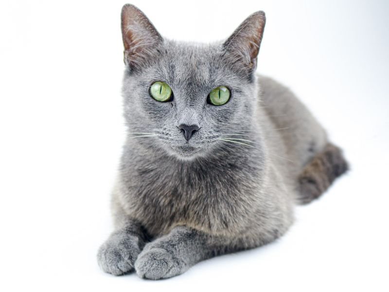 chat bleu russe yeux