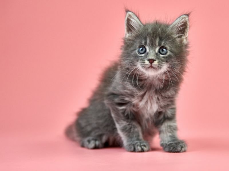 chat maine coon bebe a vendre