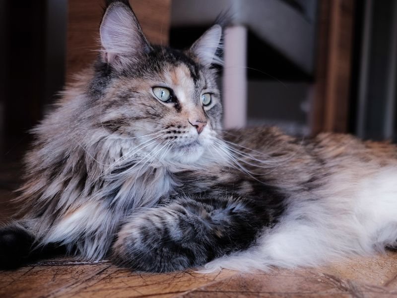 chat maine coon caractere