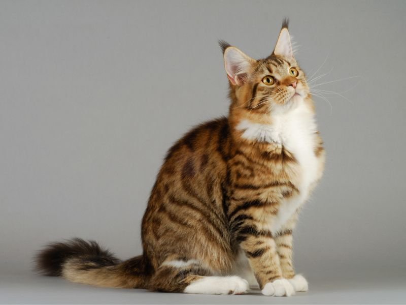 maine coon chat