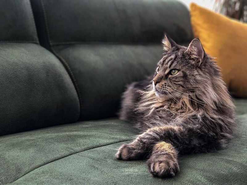 chat maine coon taille