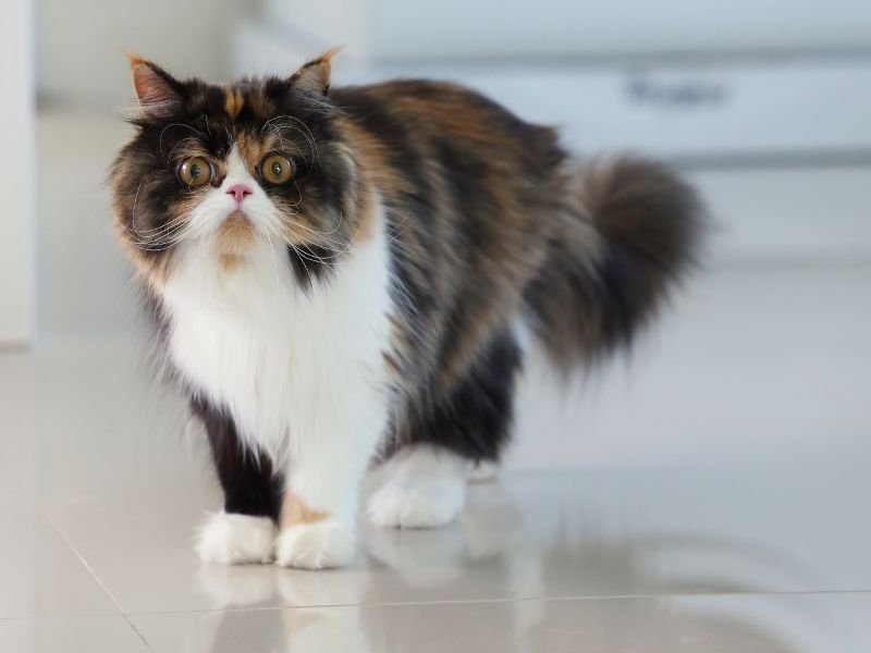 chat persan caractere