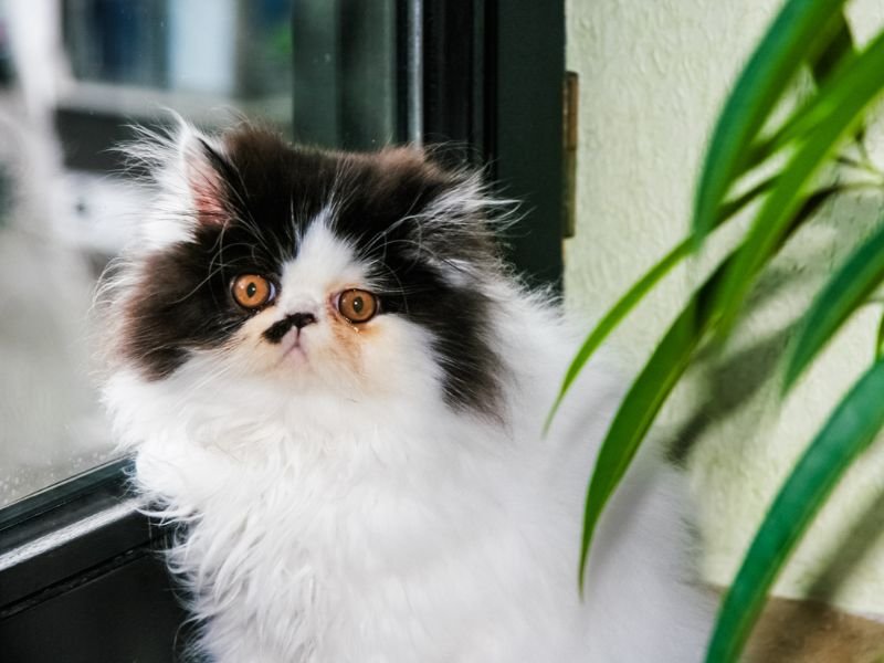 comment bien s occuper d un chat persan