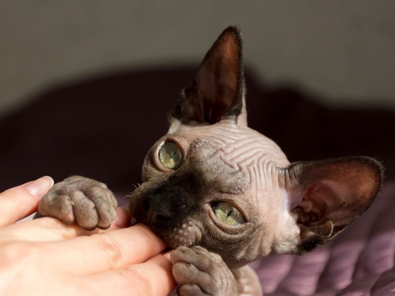 differente race de sphynx chat