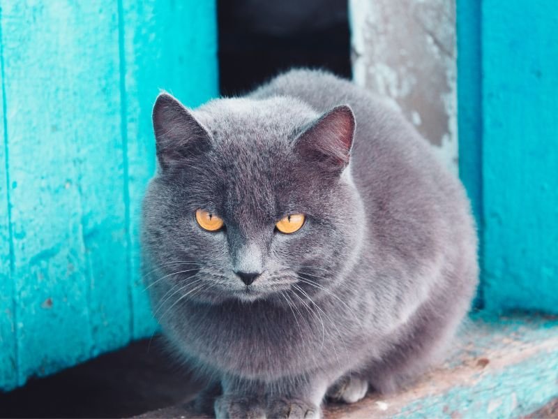 race chat bleu russe a vendre