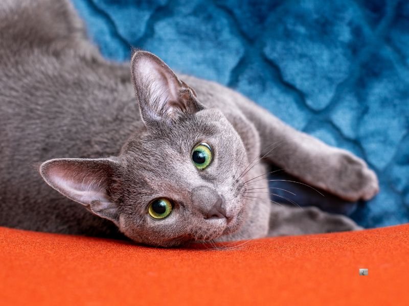 race chat bleu russe caractere