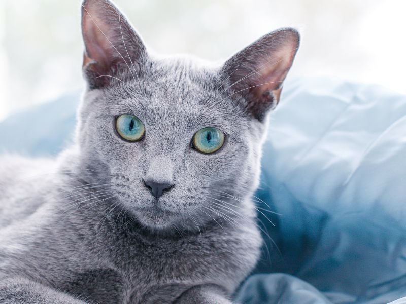 bleu russe yeux bleus