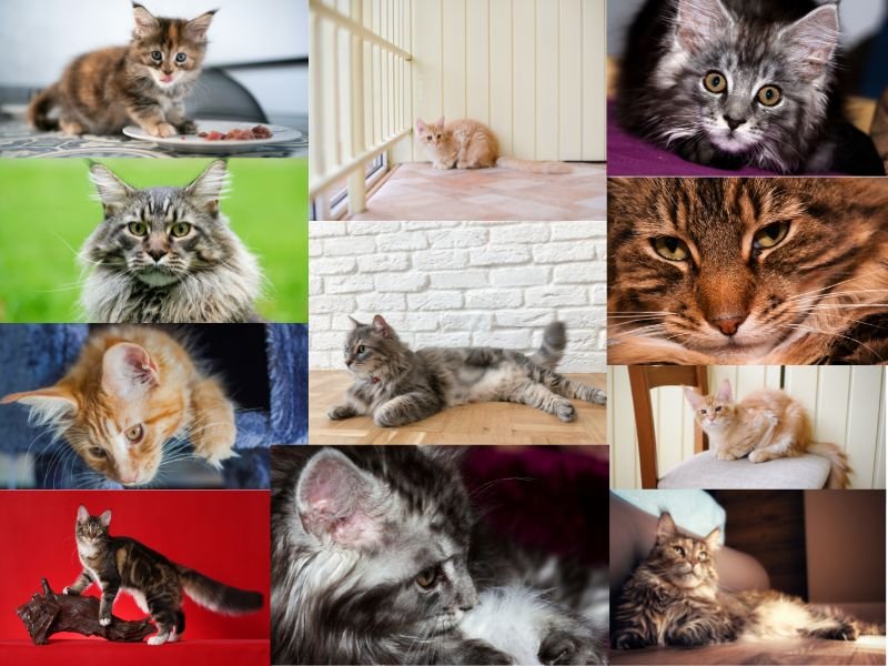 race chat maine coon photos