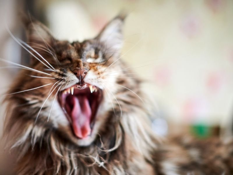 chat maine coon geant