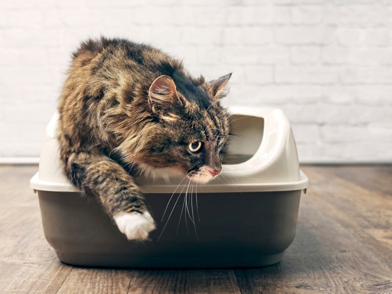 chat maine coon a donner