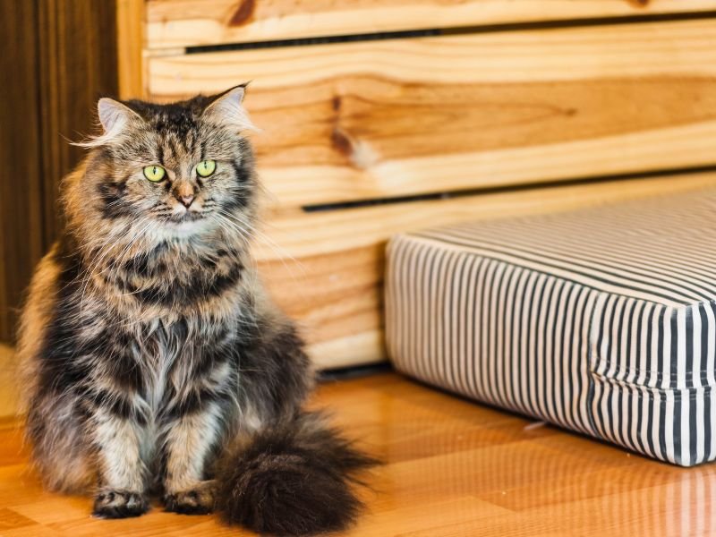 race chat persan a vendre