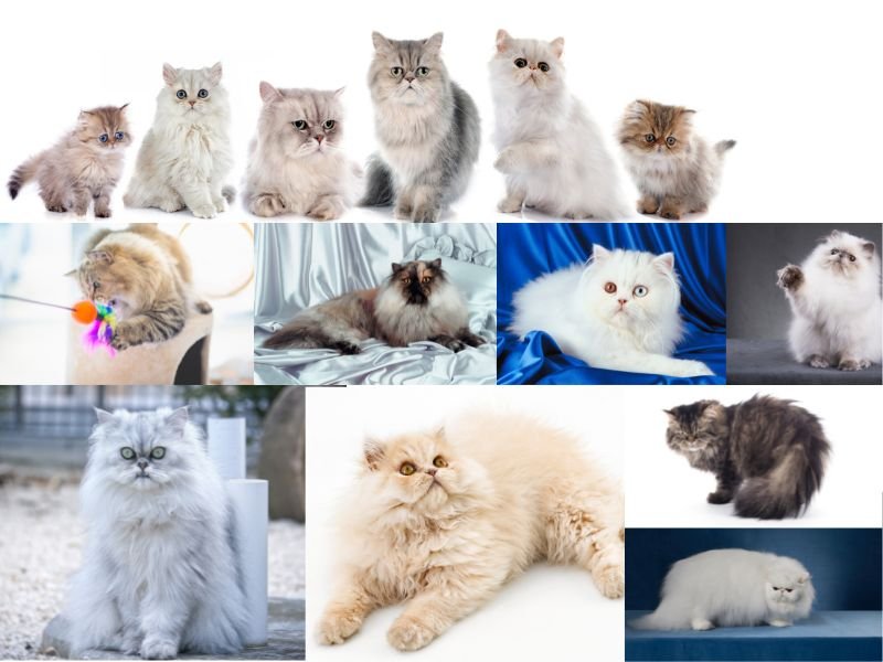 race chat persan blanc gris roux bleu bebe