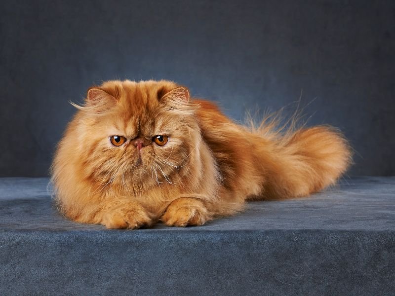 race chat persan roux