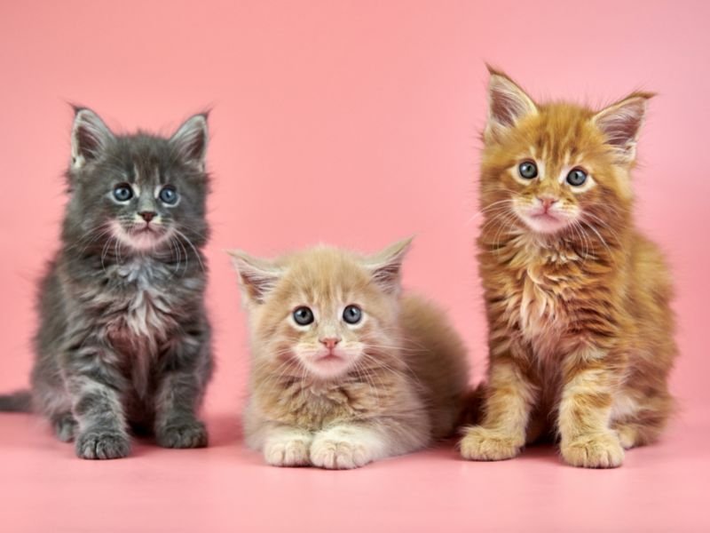 race de chat maincoon