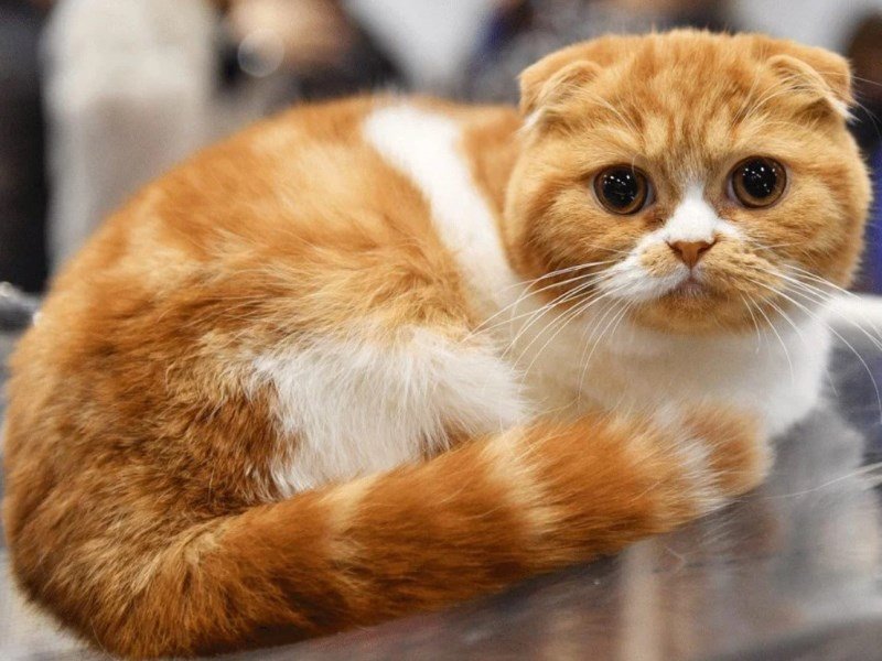 race de chat scottish fold