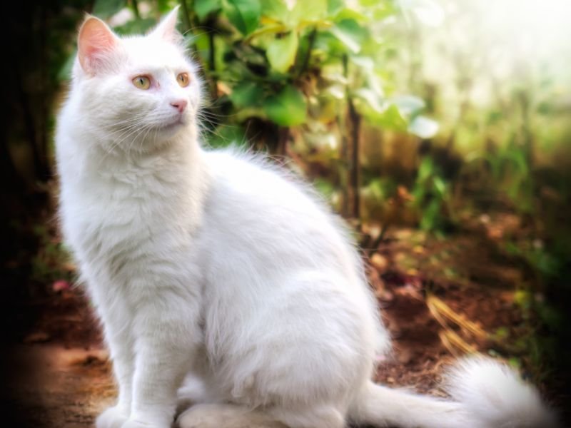 race de chat turkish angora