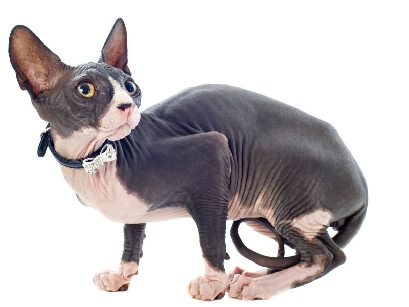 sphynx chat sans poil a vendre