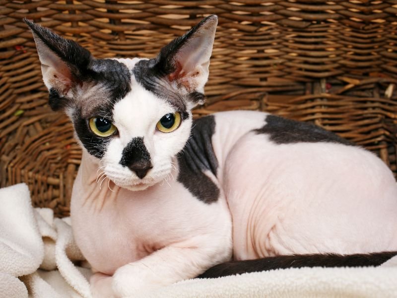 sphynx chat sans poil chaton a vendre