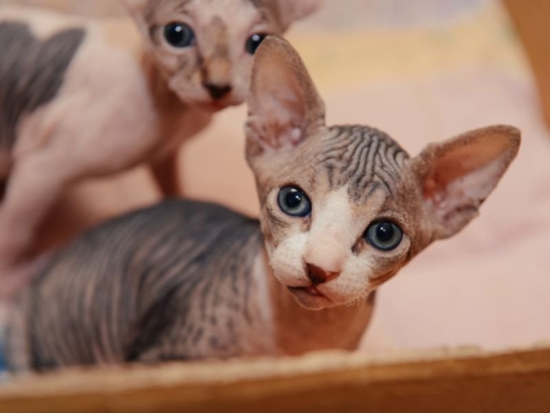sphynx chat sans poil elevage chaton